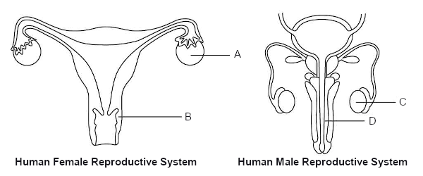 Human Reproduction Parts And Functions Primary Science Geniebook